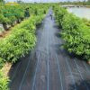 batphucochovuondao