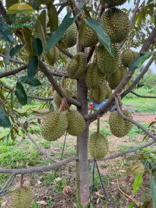 honuoctuoisaurieng
