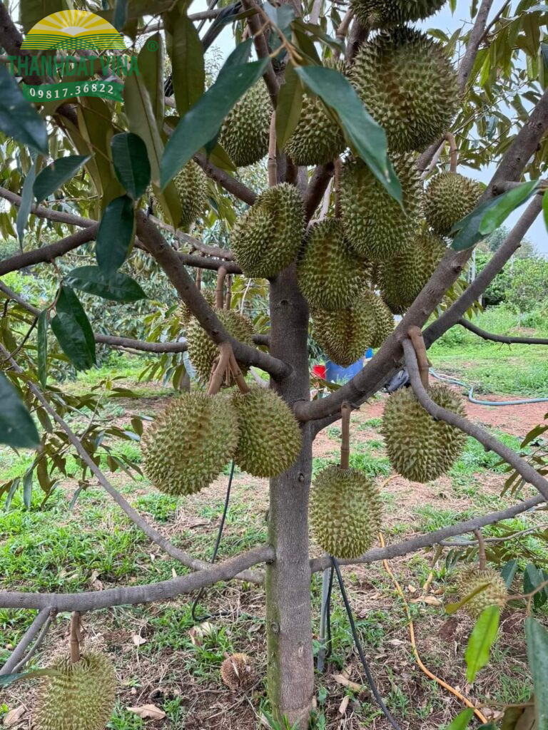 honuoctuoisaurieng