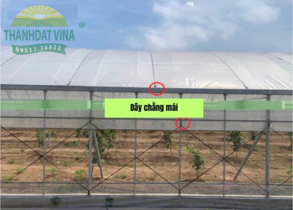 dây chằng mái